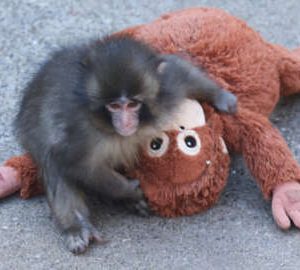 Viral Punch The Monkey Story Becomes A Video Game